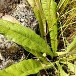 Crepis micrantha Leaf