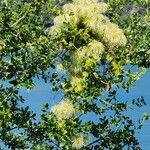 Clematis lasiantha Kwiat