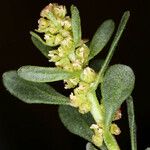 Grayia spinosa फूल