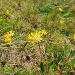 Anthyllis vulnerariaFlower