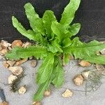 Taraxacum officinale Leaf