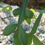 Crescentia alata Hoja