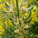 Lupinus arboreus Fruit