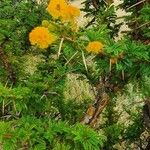 Vachellia hockii Flower