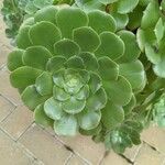 Aeonium castello-paivae Likasa