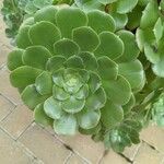 Aeonium castello-paivae 葉