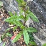 Helminthotheca echioides Leaf