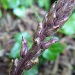 Orobanche hederae Bark