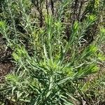 Conyza bonariensis Folha