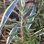 Kalanchoe daigremontiana Blad