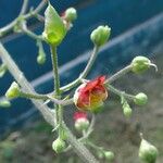 Scrophularia scorodonia 花