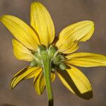 Heliopsis parvifolia Flower