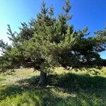 Pinus sylvestris Rhisgl