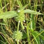 Leucas urticifolia Leaf