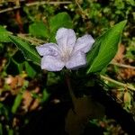 Ruellia humilis Kvet