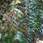 Asplenium serra Leaf
