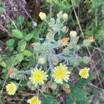Andryala integrifolia Flor