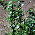Myrsine africana Likasa