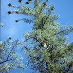 Pinus lambertiana Habitus