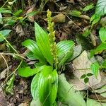 Liparis nervosa Hoja