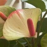 Anthurium andraeanumBloem