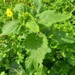 Scrophularia scorodonia Leaf