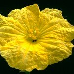 Luffa cylindrica Cvet