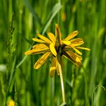 Tragopogon orientalis Flower