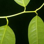 Heisteria concinna Leaf