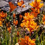 Ixia maculata Blüte