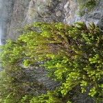 Erica reunionensis Feuille