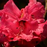 Rhododendron strigillosum Bloem