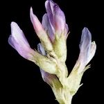 Astragalus leontinus Цветок