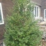 Ilex crenata Staniste