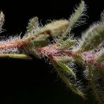 Thymus dolomiticus Ffrwyth