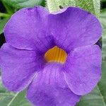 Thunbergia battiscombei പുഷ്പം