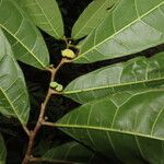 Maquira guianensis Leaf