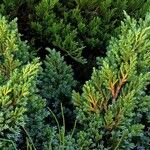 Juniperus squamata Fuelha