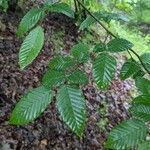 Fagus grandifolia Leaf