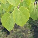 Cercidiphyllum japonicum Lapas