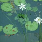 Nymphaea lotus Квітка