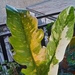 Philodendron bipennifolium Foglia