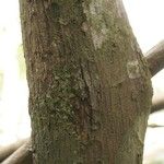 Eschweilera congestiflora Corteza