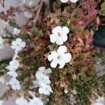 Bacopa repens Virág