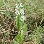 Leucas deflexa Feuille