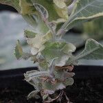 Nicotiana tomentosa Blad