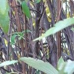 Ageratina riparia Casca