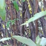 Ageratina riparia Bark