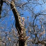 Prunus subhirtella Λουλούδι