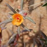 Portulaca suffrutescens Flower